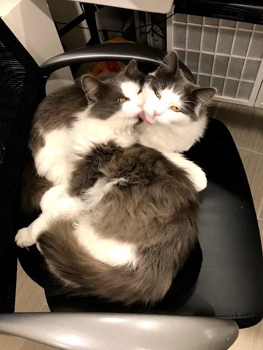 Pearl Veterinary Hospital 6