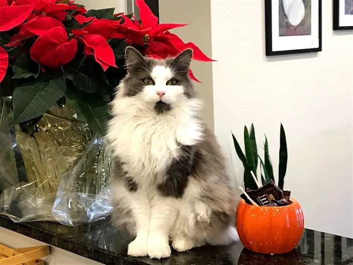 Pearl Veterinary Hospital 3