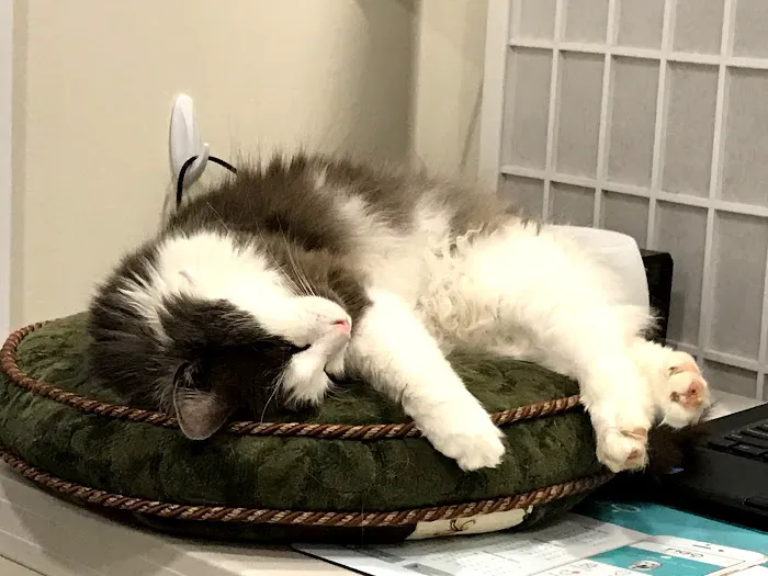 Pearl Veterinary Hospital 1