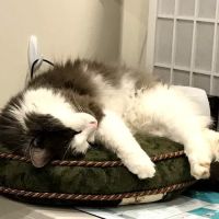 Pearl Veterinary Hospital ico