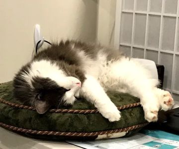Pearl Veterinary Hospital