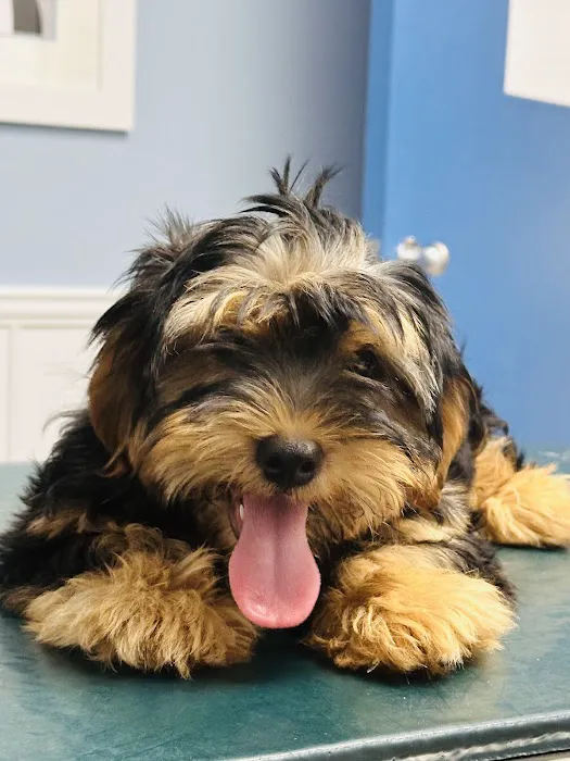Dumfries Animal Hospital 8