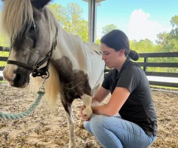 Total Equine Veterinary Associates, PC