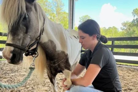 Total Equine Veterinary Associates, PC