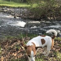 Hillside Veterinary Hospital ico