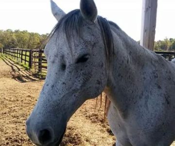 Clarke Equine Wellness and Performance