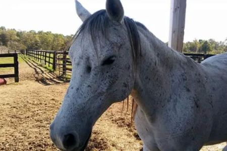 Clarke Equine Wellness and Performance
