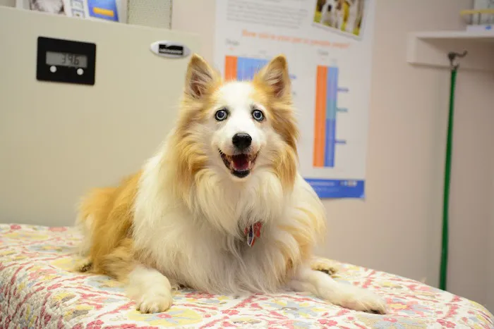 Roseville Veterinary Clinic 12