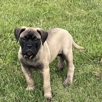 Roseville Veterinary Clinic ico