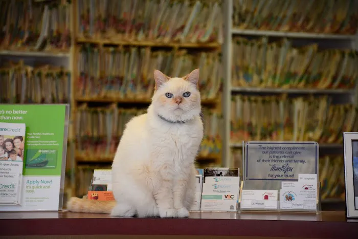 Plaza Pet Clinic 12