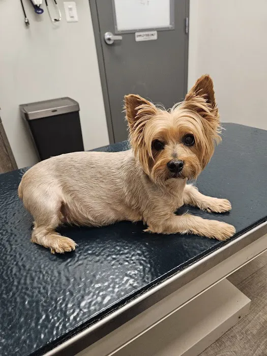 Plaza Pet Clinic 12