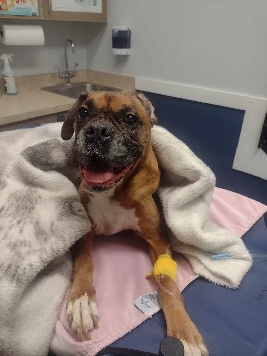 Valley Veterinary Emergency & Referral Center 12