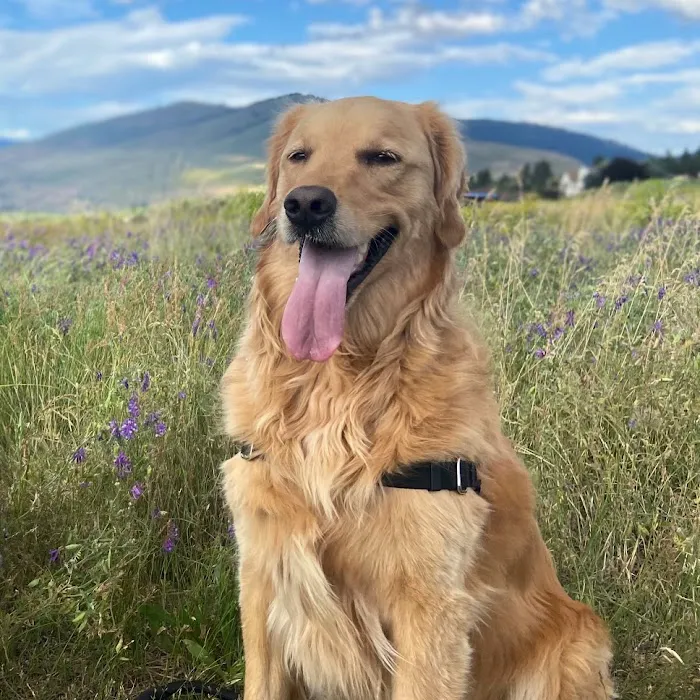Valley Veterinary Emergency & Referral Center 12
