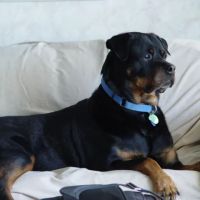 Kingdom Animal Hospital ico