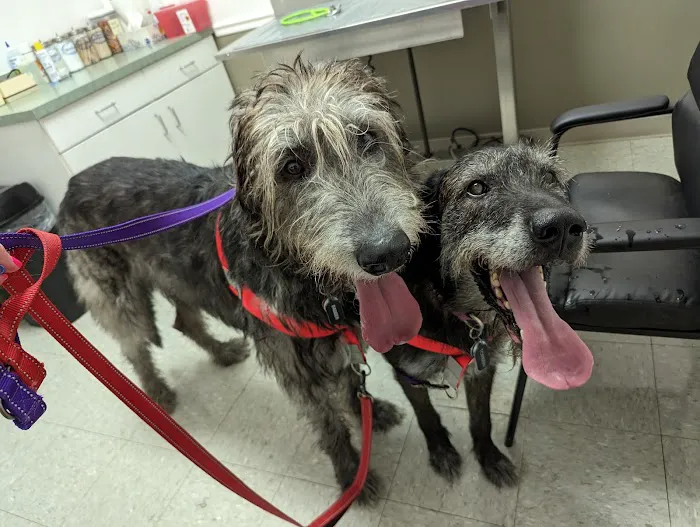 Kingdom Animal Hospital 12