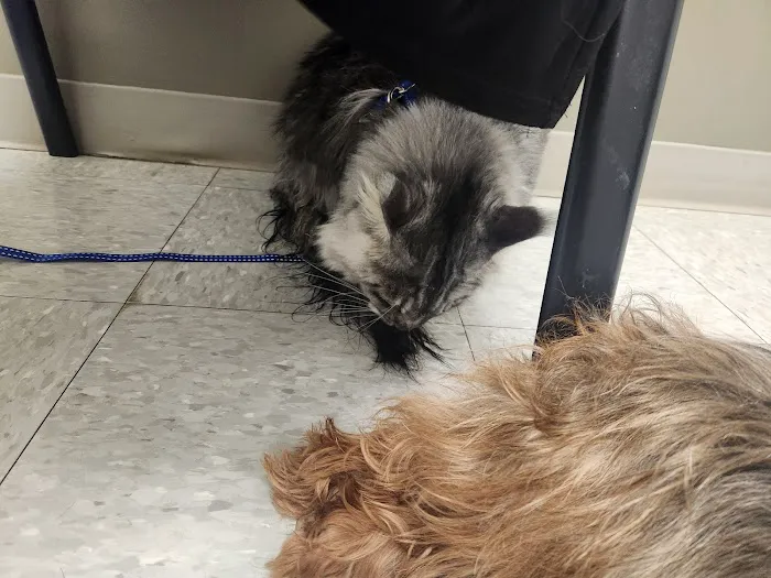 Kingdom Animal Hospital 12