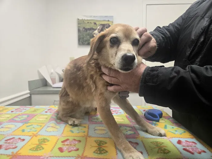 Kingdom Animal Hospital 12