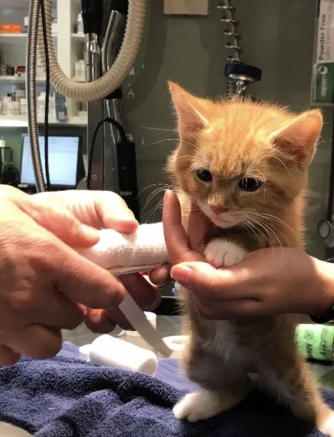 Ranson Animal Hospital 12