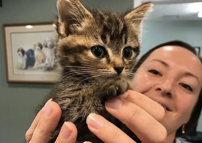Ranson Animal Hospital 12