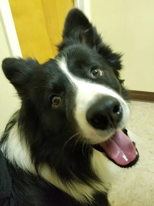 Stephens City Animal Hospital 12