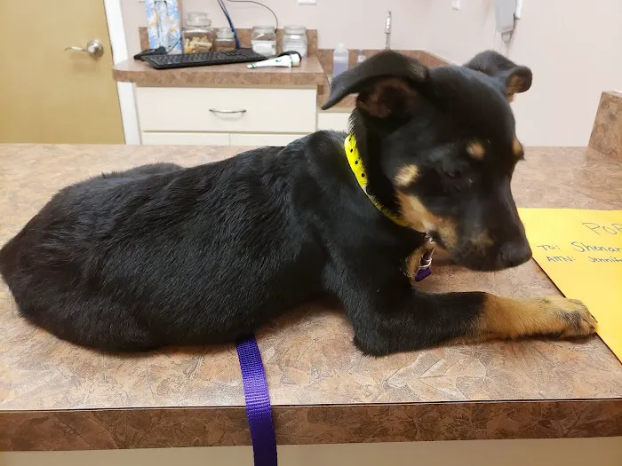 Animal Medical Center of Frederick County 12