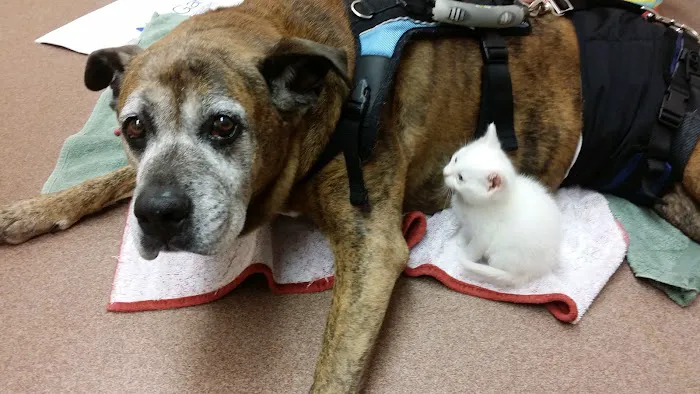 Animal Medical Center of Frederick County 12