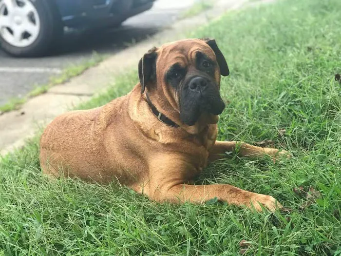 Animal Medical Center of Frederick County 12