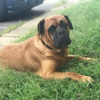 Animal Medical Center of Frederick County ico