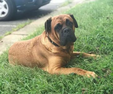 Animal Medical Center of Frederick County