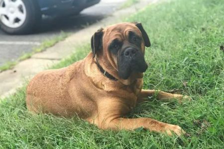 Animal Medical Center of Frederick County