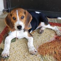 Shenandoah Animal Hospital ico