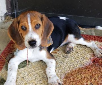Shenandoah Animal Hospital