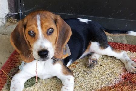 Shenandoah Animal Hospital