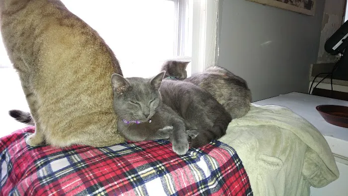 Boonsboro Veterinary Hospital 1