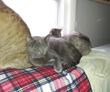 Boonsboro Veterinary Hospital