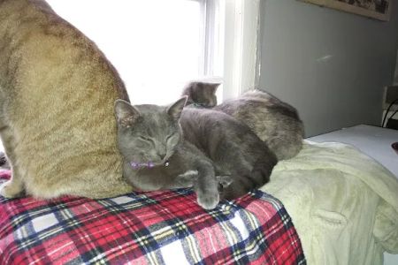 Boonsboro Veterinary Hospital