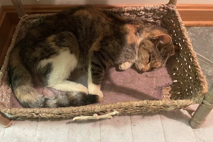 Boonsboro Veterinary Hospital 8