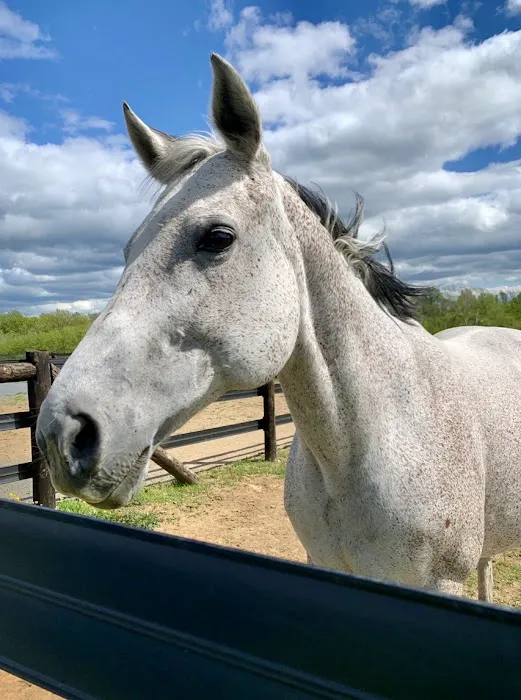 Solstice Equine Veterinary Services 12