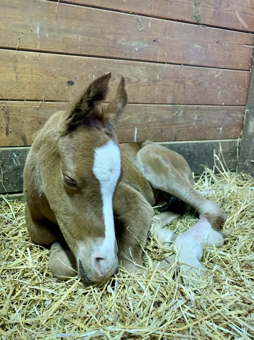 Solstice Equine Veterinary Services 12