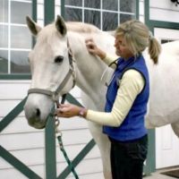 Wagner Equine Veterinary Services ico