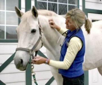 Wagner Equine Veterinary Services