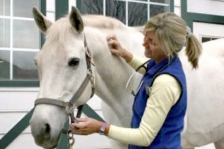 Wagner Equine Veterinary Services