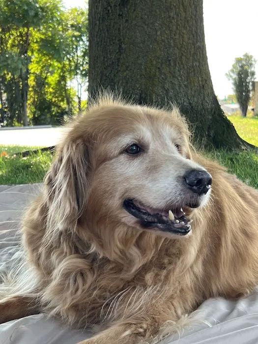 Longmeadow Animal Hospital 5