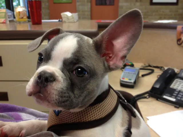 Longmeadow Animal Hospital 7