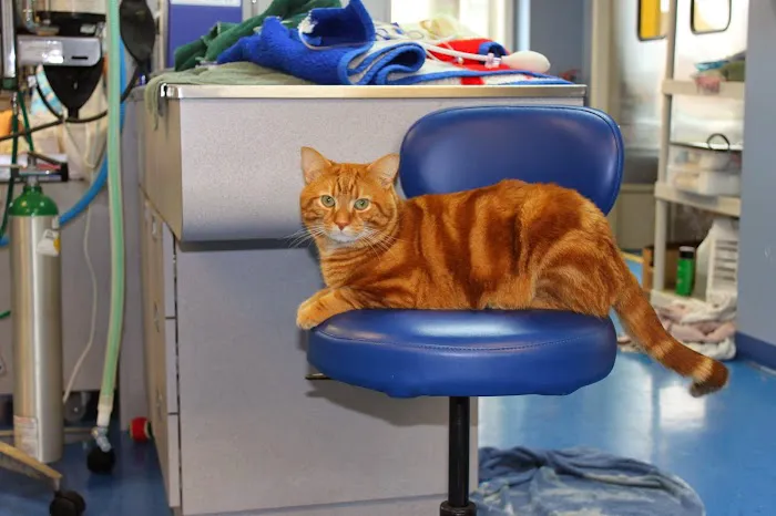 Longmeadow Animal Hospital 8