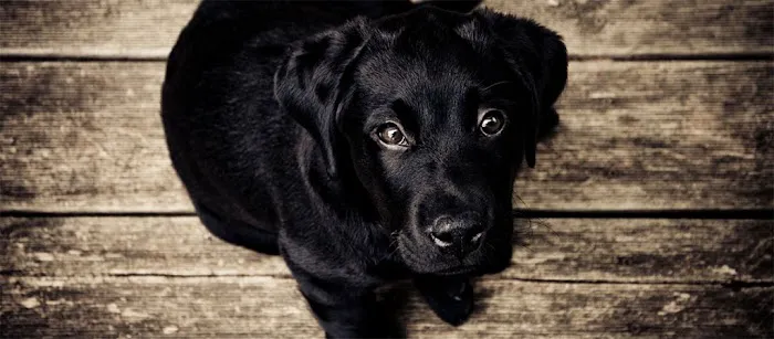 Longmeadow Animal Hospital 1