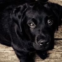 Longmeadow Animal Hospital ico