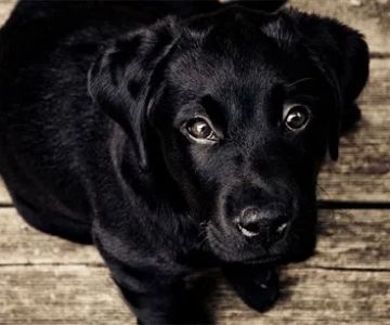 Longmeadow Animal Hospital