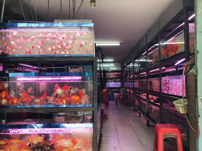 Amazing Discus Aquarium (James Aquarium) 3