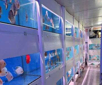 Amazing Discus Aquarium (James Aquarium)